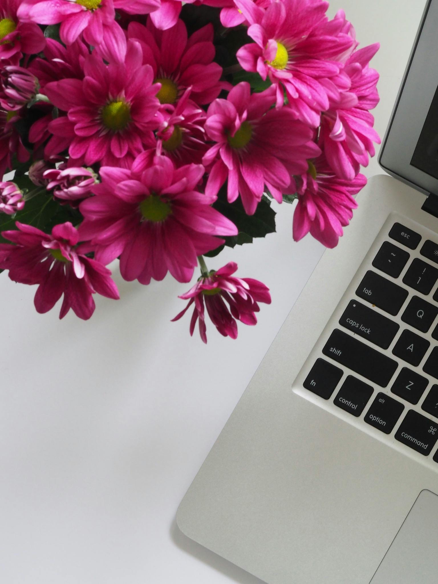 Bright pink daisies are arranged next to a silver laptop on a white surface